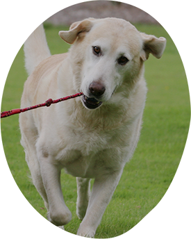 Full biodegradable pet waste bag